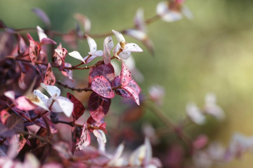 【ガーデニング】庭やベランダにも紅葉を。色づく赤がオシャレな植物・6選