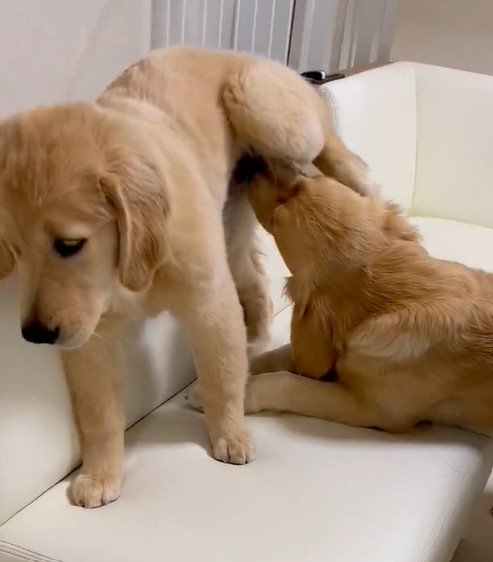 出所：@pu_channeldesu