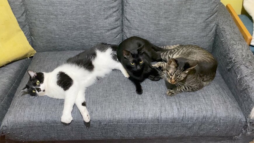 出所：@00shitemita