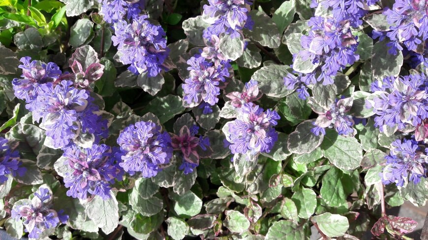 ahmydaria/shutterstock.com