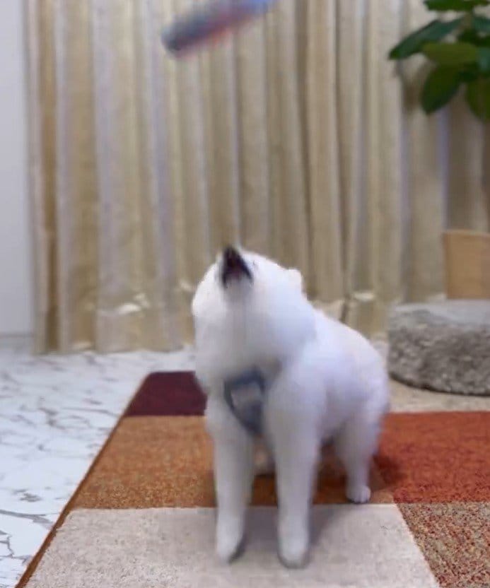 出所：@boku_ponchan