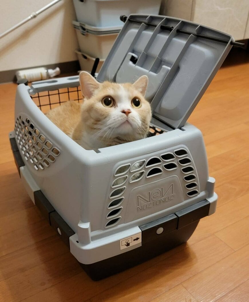 出所：@nekotansoku