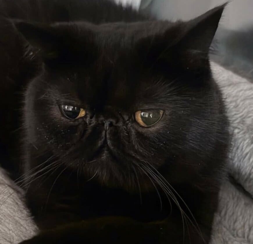 出所：@kotetsu_0420