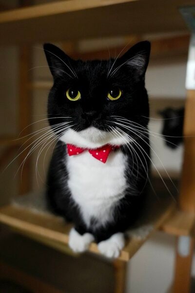 「丸＆猫耳」になった猫ちゃんの姿に「変装の達人」とのコメント？！思わず二度見