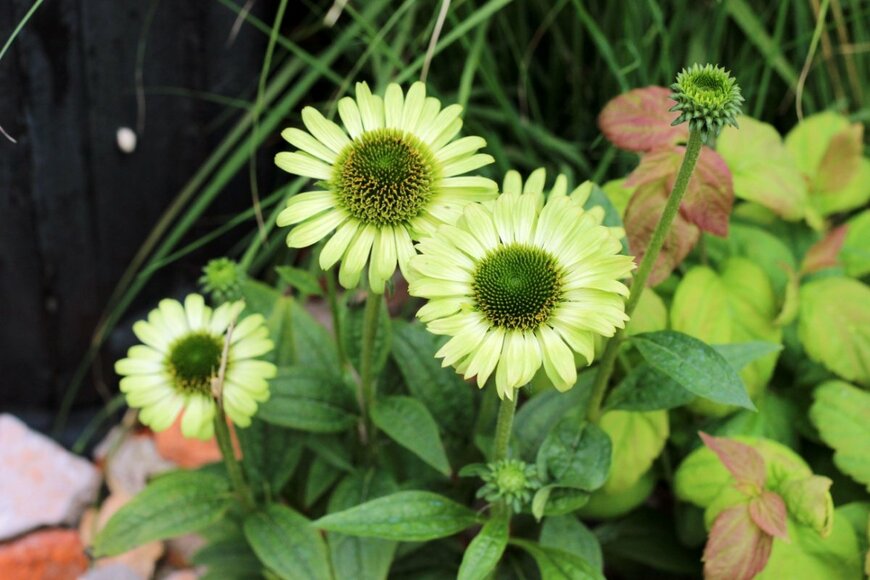 【多年草ガーデニング】植え付け時期は5月！梅雨前にぜひ植えておきたい多年草3選＜手間いらずでキレイ！＞