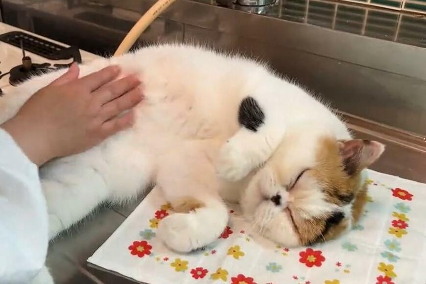 キッチンで溶けだす猫さん　気持ち良さそうな姿に5000いいね