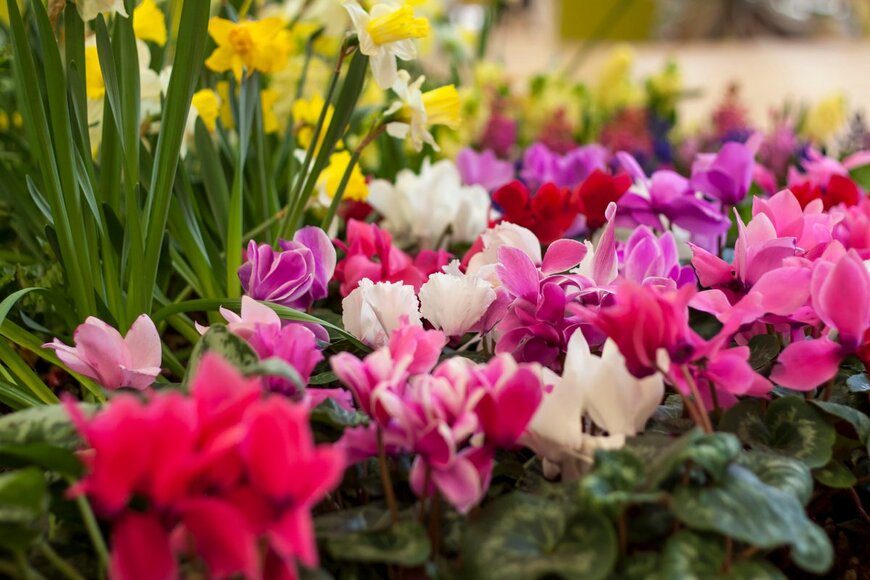 Alina Lebed/Shutterstock.com