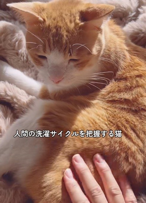 【なんか違うニャ】せっかく飼い主さんがなでてくれたのに…猫のまさかのリアクションが面白すぎた！