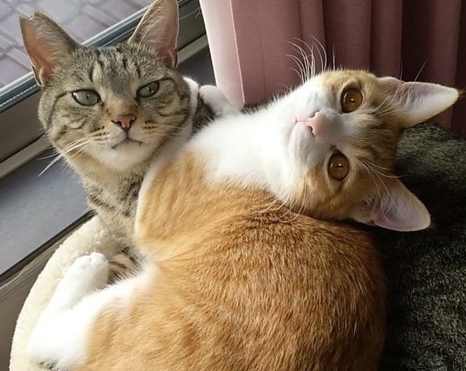 出所：@mero627puri914