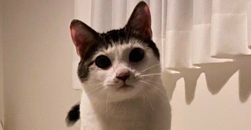 出所：@Saeroyi_cat