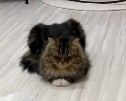 出所：@meltube_cat