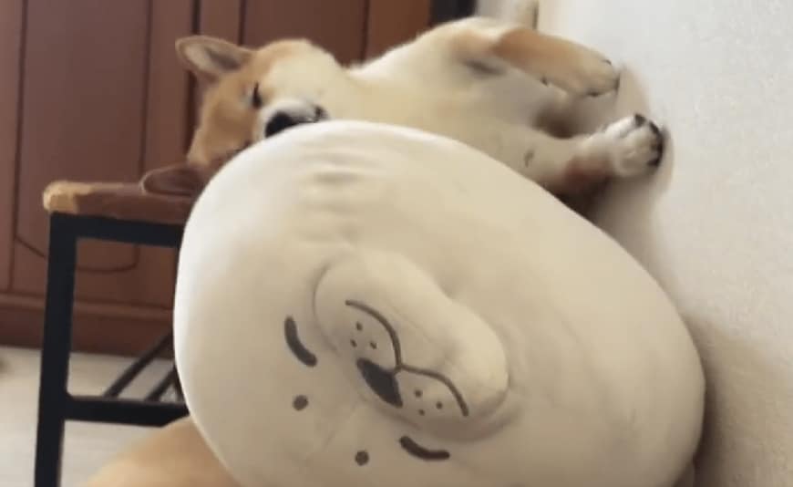 出所：@fufufufufu_ta