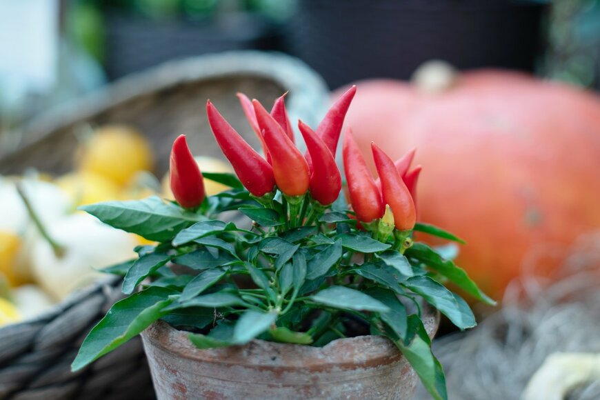 KlavdiyaV/shutterstock.com