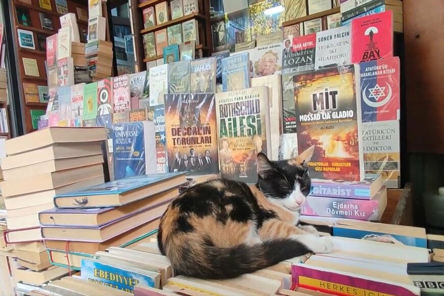 出所：@nekosanpoch