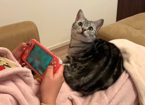 ゲームをしていると猫が膝の上に。その直後浮かべた表情に「策士だ…」の声