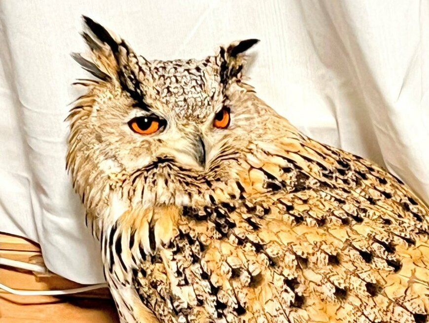 出所：@HardcoreOwl0911