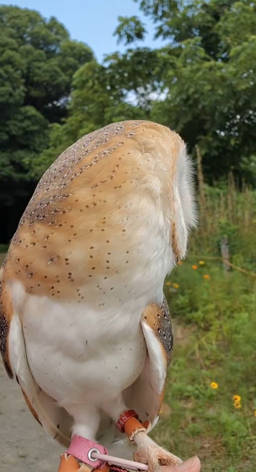 出所：@miki4wan108