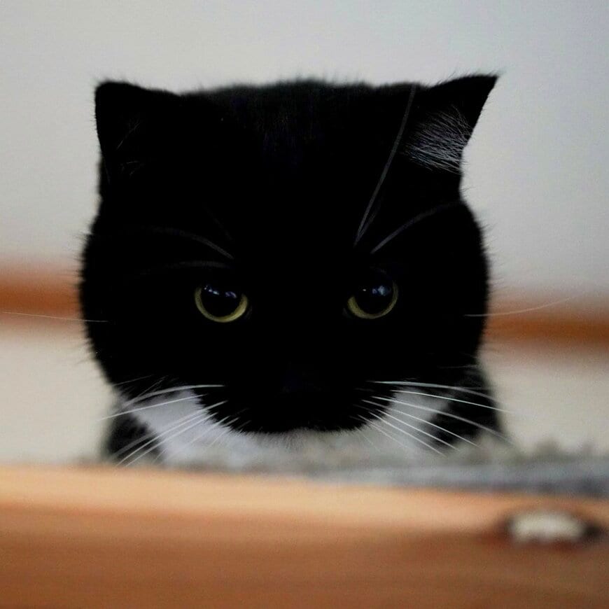 【1万いいね】つぶらな瞳の猫ちゃんが豹変？！獲物を狙うような目に「食べないで！」「逃げろ！」と半泣きコメント多数