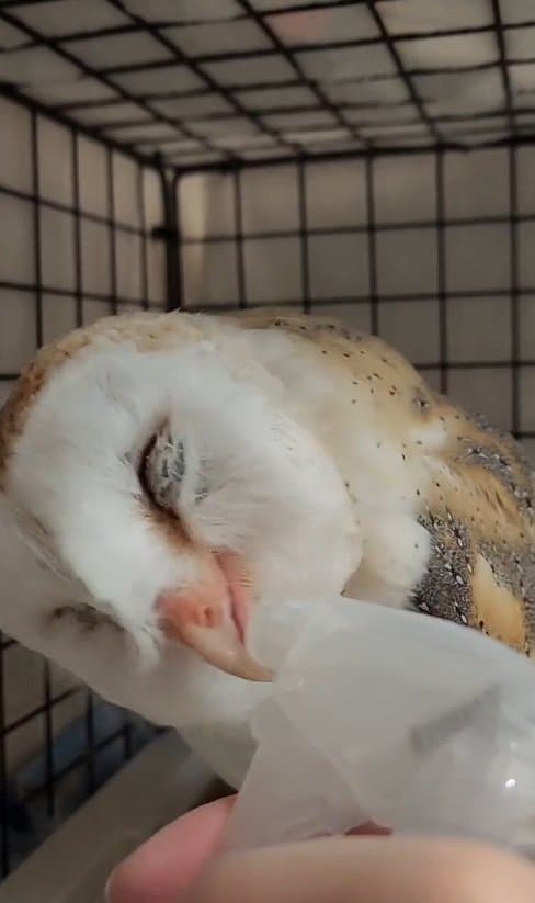 【目をつぶったまま】霧吹きでお水を飲むフクロウさん　数秒後…まさかの行動に思わず二度見