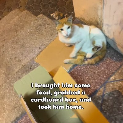 「足をひどく骨折していた野良猫」保護され手術を受けて無事に回復！足を切断することもなく、他の猫とも元気に遊べるように