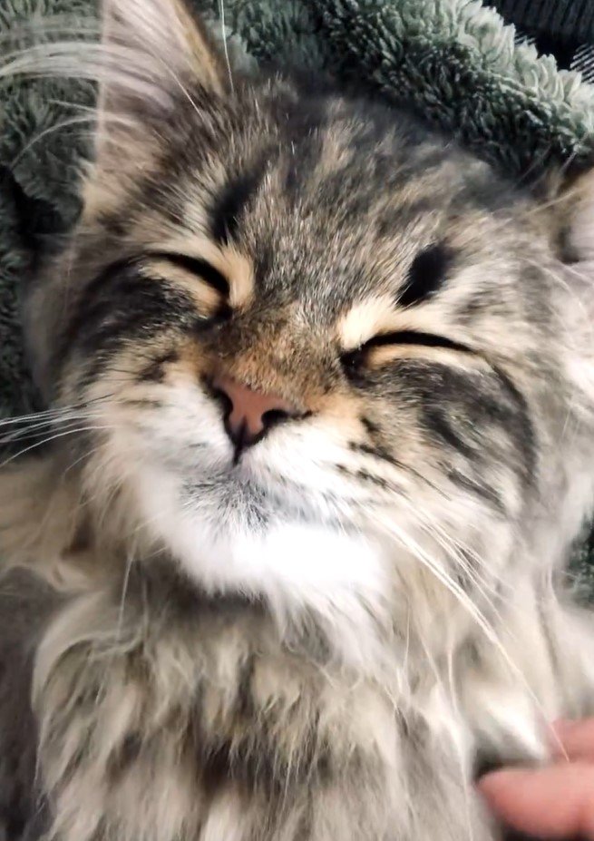 全日本きもちよさそうに眠るねこ