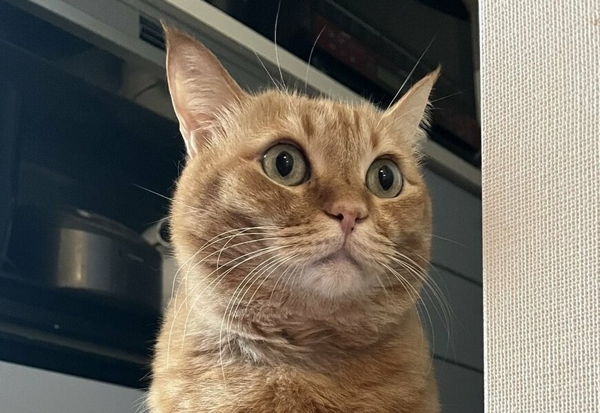 ショックを受ける猫