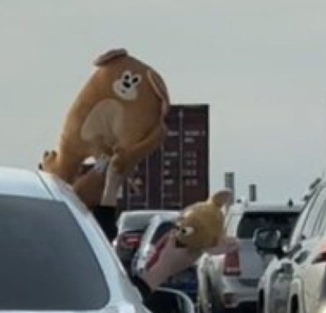 自動車の窓から顔を出すぬいぐるみ