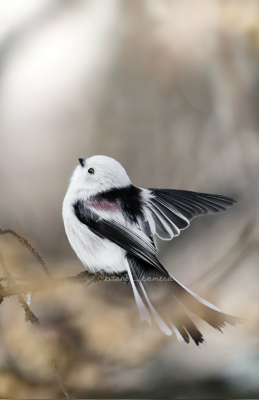飛び立とうとするシマエナガ