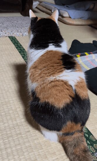 階段に上って即降りる猫
