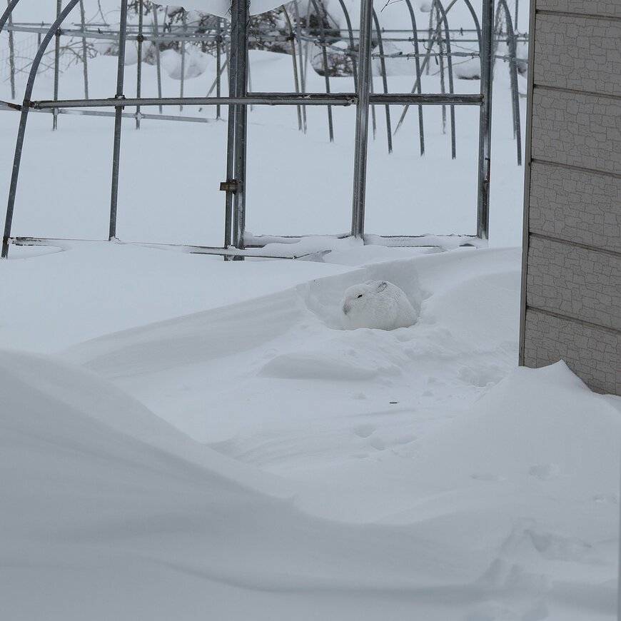 雪景色に溶け込むエゾユキウサギ
