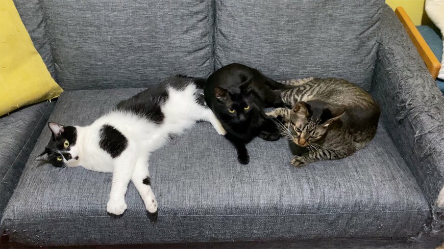 3匹の猫
