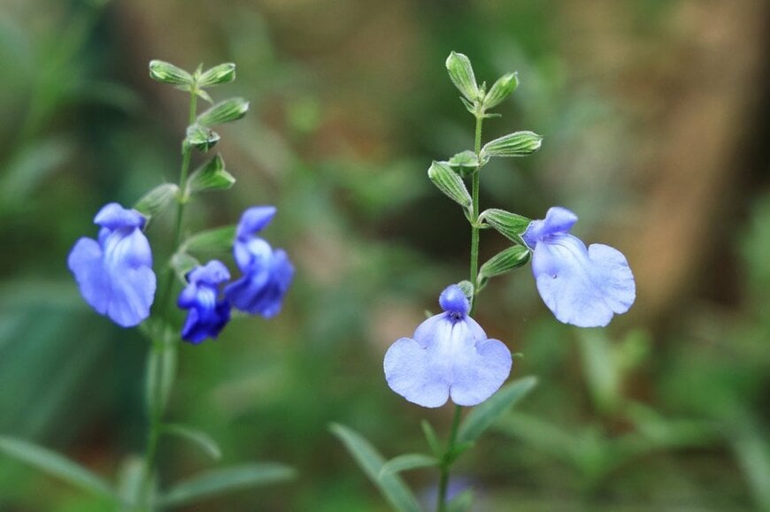 澄んだブルーの花が美しい「サルビア・アズレア」