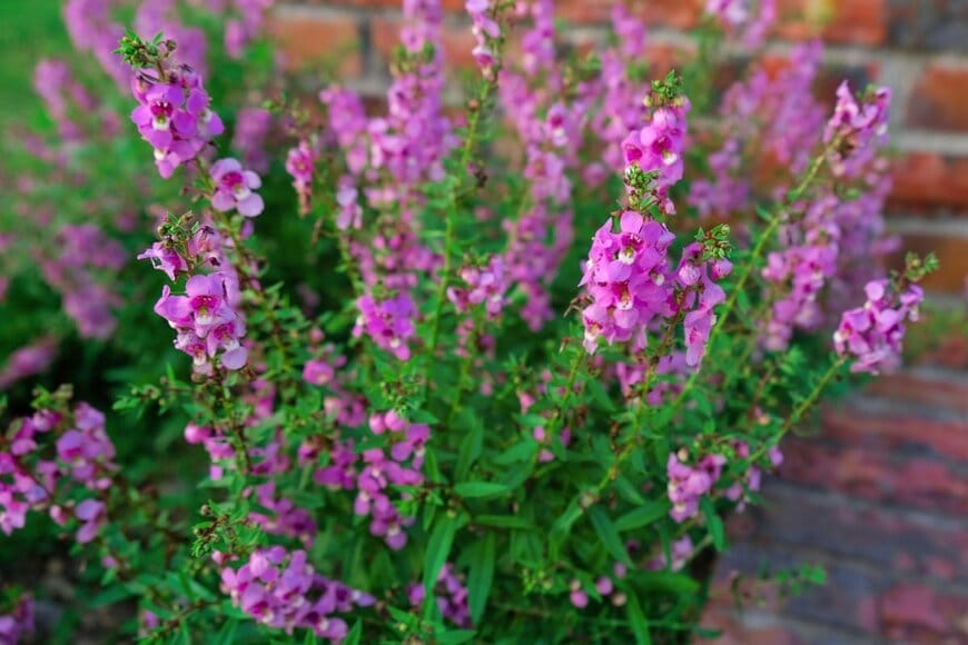 ピンク色の花を咲かせている、アンゲロニア