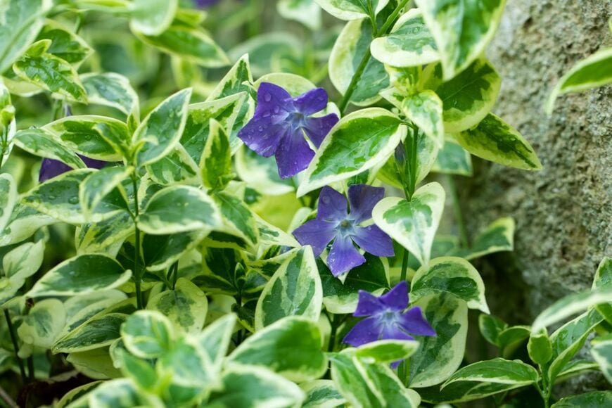 紫の花と斑入りの葉が涼やかな「ツルニチニチソウ」