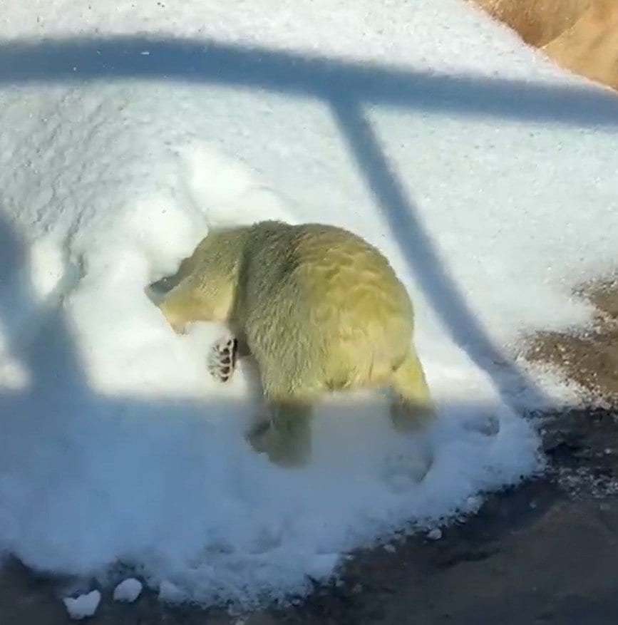 神戸市立王子動物園