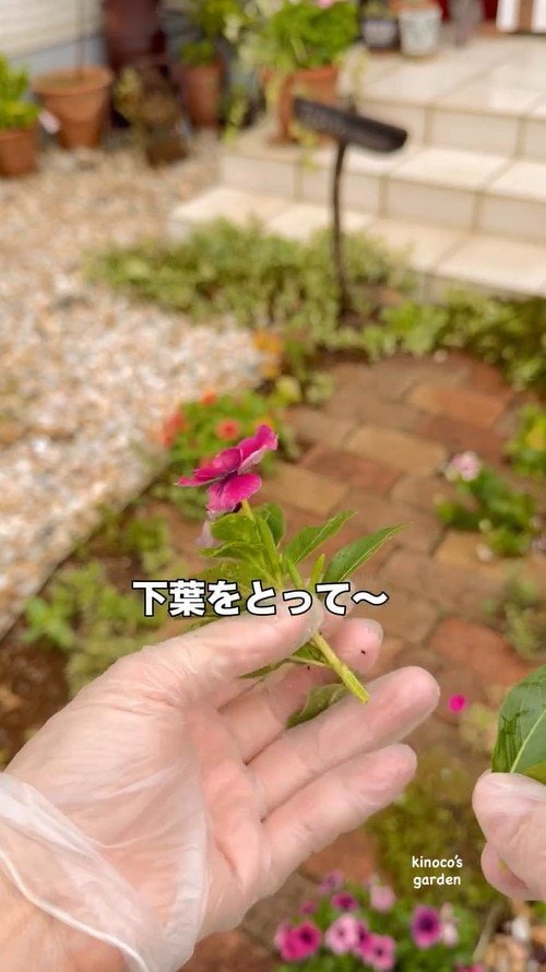 ニチニチソウの葉を取る作業