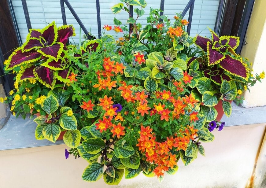 色とりどりの花やカラーリーフを使った寄せ植え