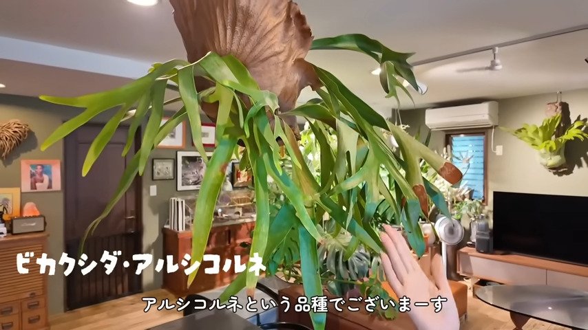 森泉のYouTube動画のスクリーンショット