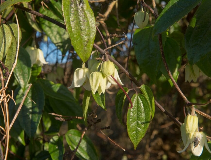 冬に白いベル型の花を咲かせる常緑クレマチス