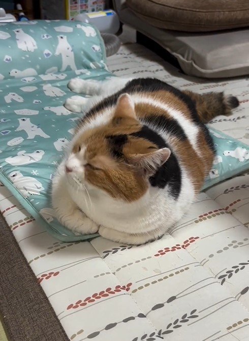 お尻ポンポンが好きな猫