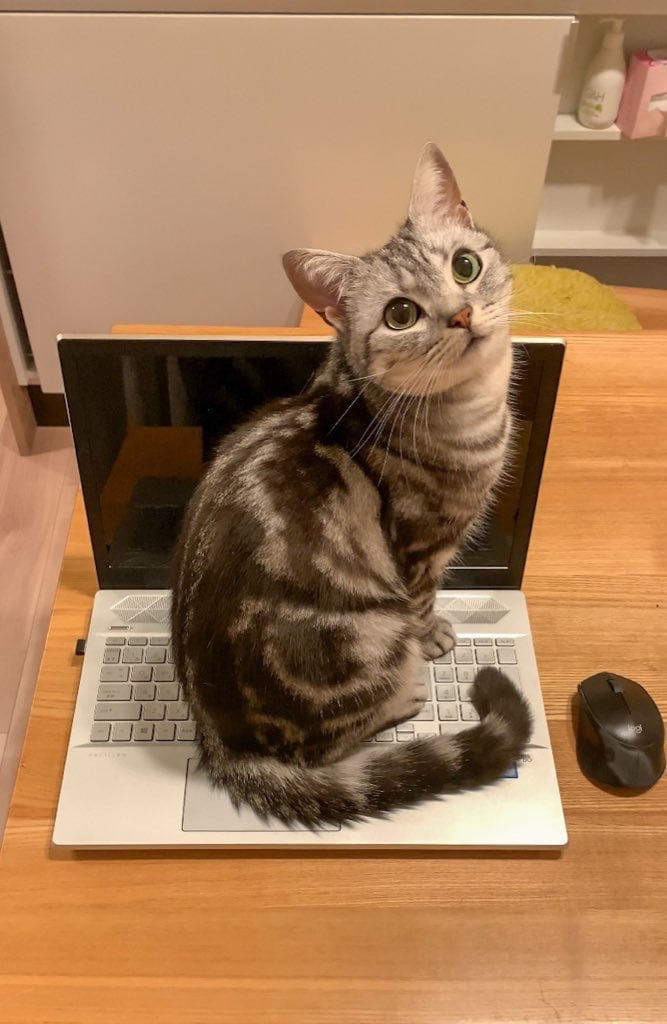 キーボードと猫