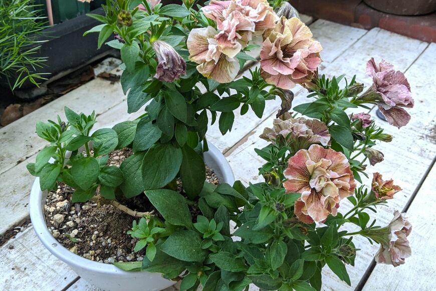 株が乱れたペチュニアの花