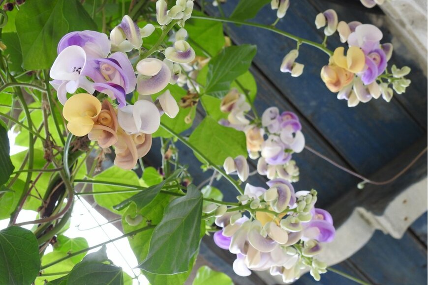 クリーム色やうす紫色の花を咲かせている、スネイルフラワー