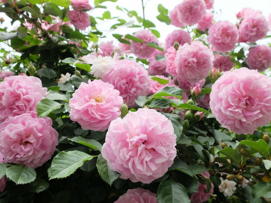 ラベンダーピンクの花を咲かせている、ラベンダー・ラッシー