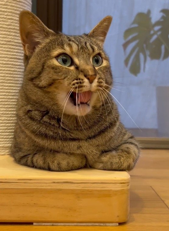 おててないないが可愛い猫