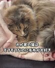 人と毛布が大好きな猫→まさかの場所で眠る姿が微笑ましい