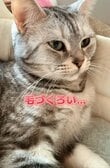 【毛づくろいしようとした結果】猫ちゃんがとんでもない反応を？！まさかの展開にびっくり