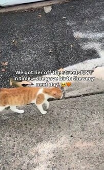 「間に合ってよかった」路上で保護された母猫、その翌日に3匹の赤ちゃんを出産し反響