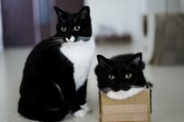 【これは支配者】世界征服しそうな猫ちゃんたち？！独特な表情に爆笑必至