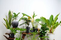 【観葉植物オススメ8選】インテリアがオシャレに！ガーデニング初心者も入手しやすく育てやすい種類は？